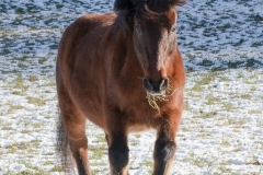 Tiermodels-2023-Limbos-Kleine-Farm-WEB-30