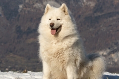 Tiermodels-2023-Limbos-Kleine-Farm-WEB-43