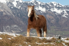 Tiermodels-2023-Limbos-Kleine-Farm-WEB-44