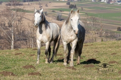 Tiermodels-2023-Limbos-Kleine-Farm-WEB-61