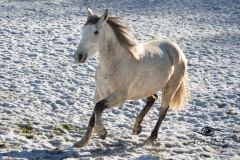 Tiermodels-2023-Limbos-Kleine-Farm-WEB-10