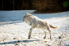 Tiermodels-2023-Limbos-Kleine-Farm-WEB-18