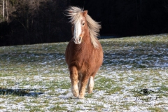 Tiermodels-2023-Limbos-Kleine-Farm-WEB-40