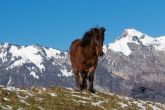 Tiermodels-2023-Limbos-Kleine-Farm-WEB-51