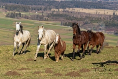 Tiermodels-2023-Limbos-Kleine-Farm-WEB-59