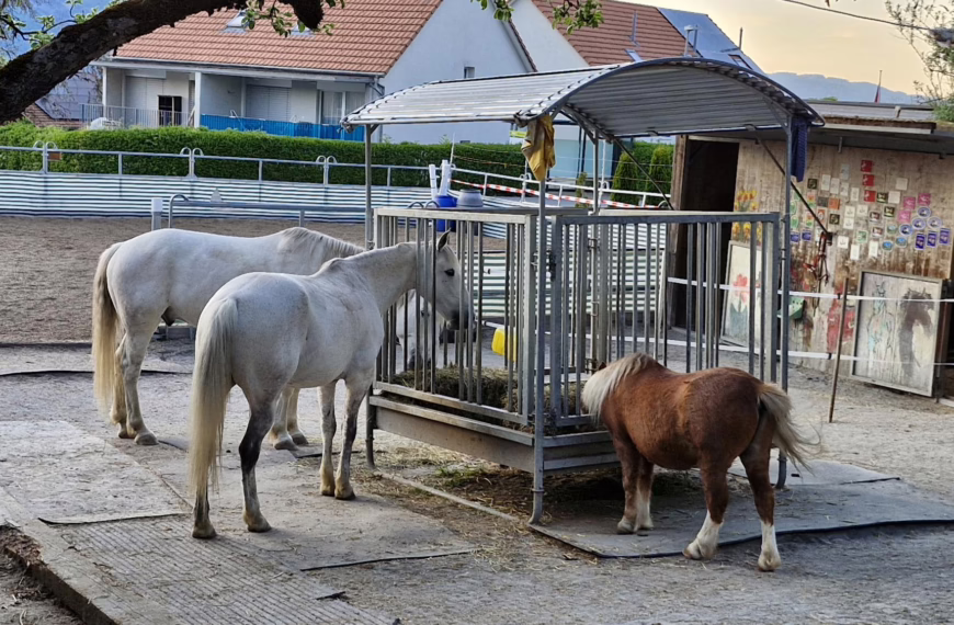 Die Heuraufen-Konferenz